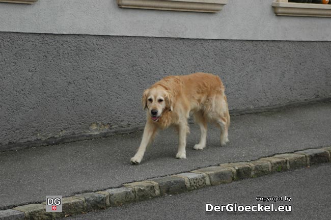 Update vom 15.10.09: Der genannte Hund konnte am 13.10.09 um 10:55 Uhr, diesmal in der Carnuntumstraße, angetroffen werden. 