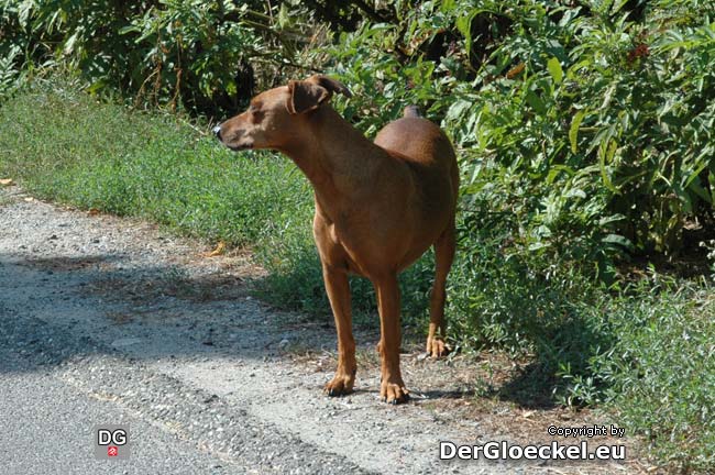 Der Streuner, der auf der Carnuntumstraße angetroffen wurde