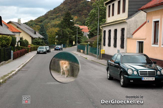 Nur zur Vervollständigung: Der Hund querte zuvor, ohne auf den Verkehr zu achten, die Fahrbahn ...