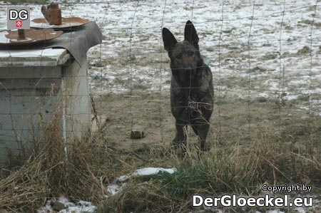 Hundehaltung