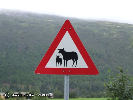 Verkehrszeichen "Achtung Schafe"