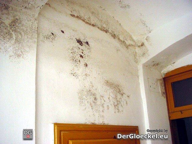 Schimmelpilze im Erdgeschoß nach einem Wassergebrechen im 1. Stock